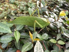 Stilpnochlora couloniana