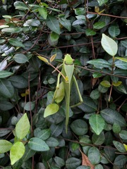 Stilpnochlora couloniana