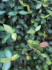 Stilpnochlora couloniana