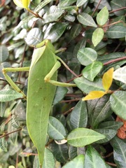 Stilpnochlora couloniana