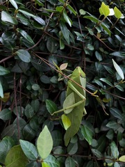 Stilpnochlora couloniana