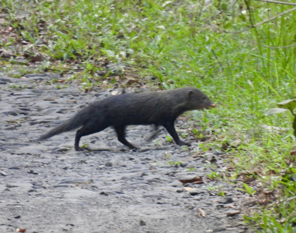 Short-tailed Mongoose (Herpestes brachyurus)