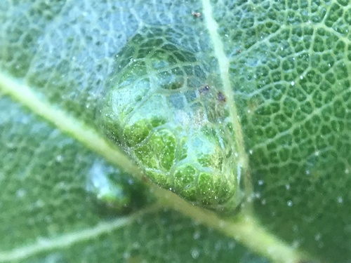 Live Oak Erineum Mite