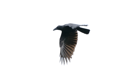 Sulawesi Crow (Corvus celebensis), photo 8