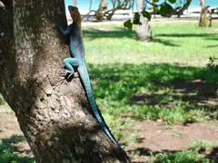 Agama lionotus
