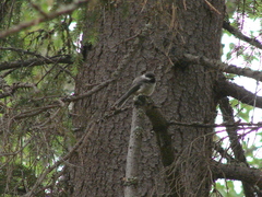 Poecile cinctus lapponicus