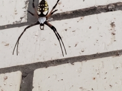 Argiope aurantia