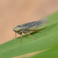 Graminella nigrifrons