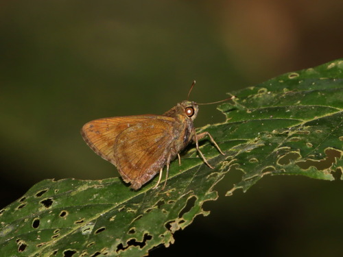 Brush Flitter