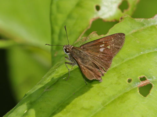 Bicolour Long-horned Flitter