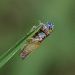 Graminella nigrifrons