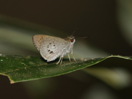 Small Palm Bob