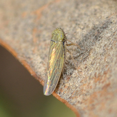 Graminella nigrifrons