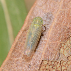 Graminella nigrifrons