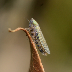 Graminella nigrifrons