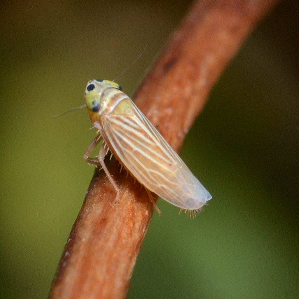 Deltocephalini