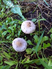 Inocybe lilacina