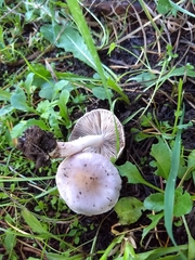 Inocybe lilacina