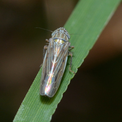 Graminella nigrifrons