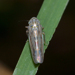 Graminella nigrifrons
