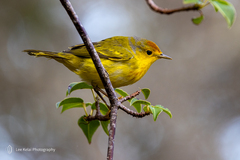Yellow Warbler photo 5