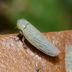 Graminella nigrifrons