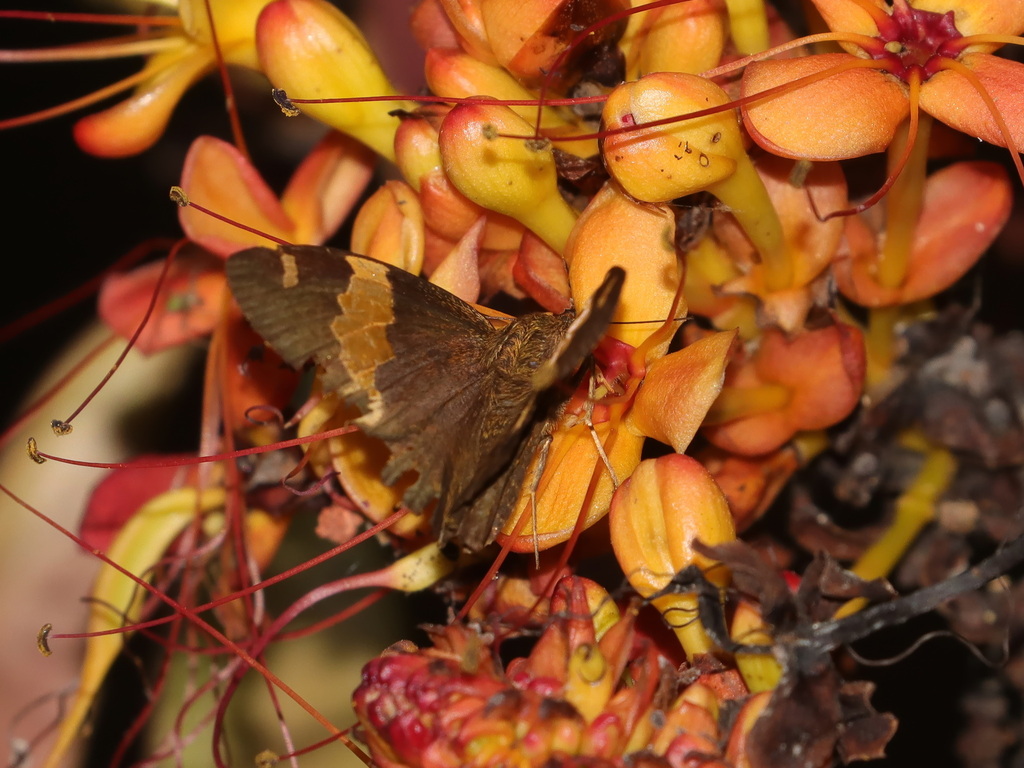 Andaman Yellow-banded Flat