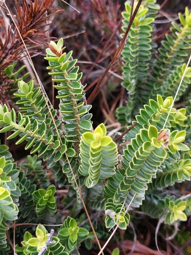 Veronica odora