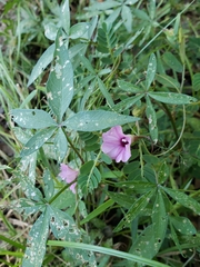 Ipomoea heptaphylla