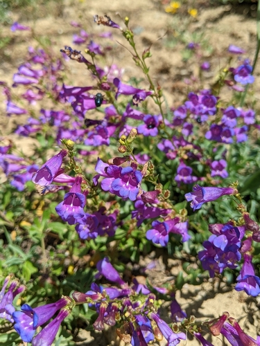 Short Stalk Penstemon (Penstemon parvulus)