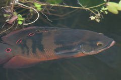 Astronotus ocellatus