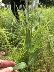 Asclepias meadii