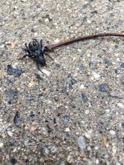 Sphodros niger