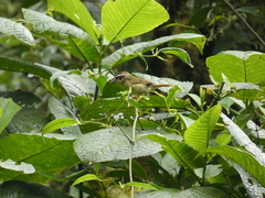Basileuterus tristriatus