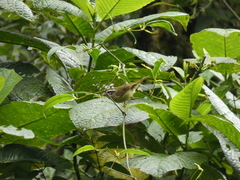 Basileuterus tristriatus