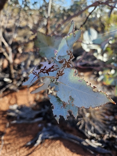 Eucalyptus wyolensis Boomsma