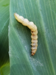 Geshna cannalis