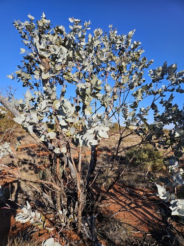 Eucalyptus wyolensis Boomsma 2