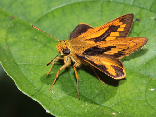 Dark-dusted Palm Dart