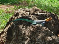 Agama lionotus