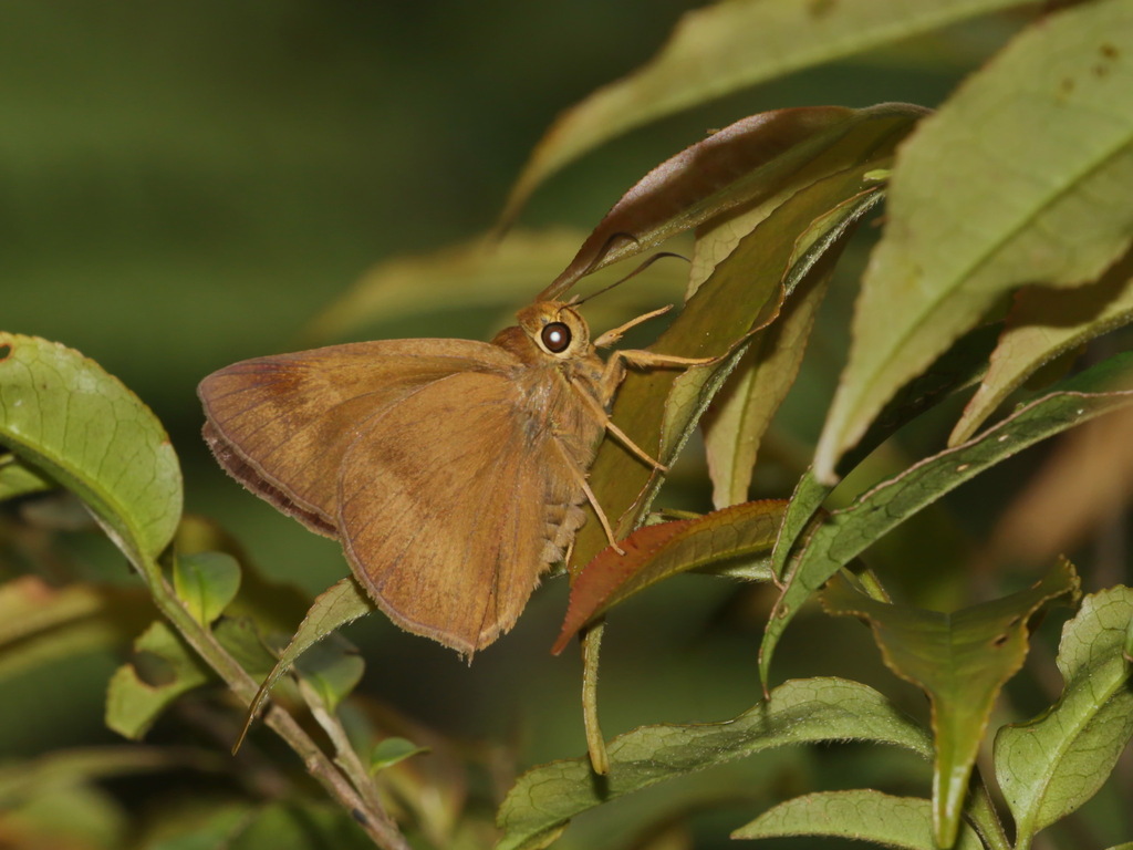 Pale-tailed Awl