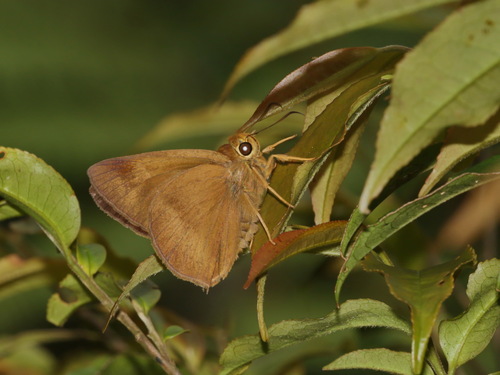 Pale-tailed Awl