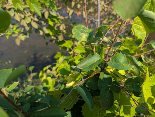 interior shadbush (Amelanchier interior)
