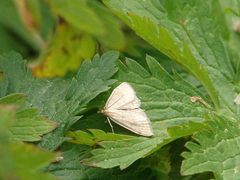 Anania fuscalis