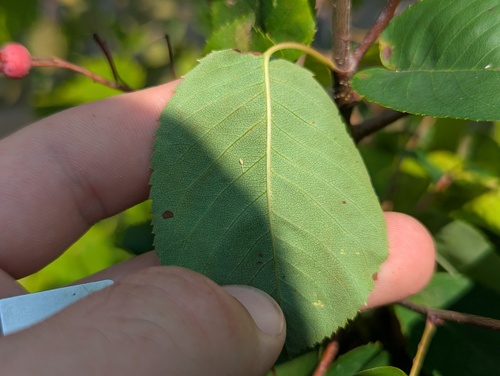 Amelanchier interior, photograph 4