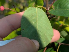 Amelanchier interior, photograph (c) Ryan Sorrells, some rights reserved (CC BY)