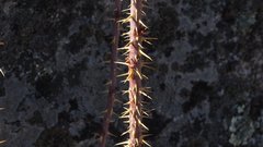 Rosa woodsii gratissima