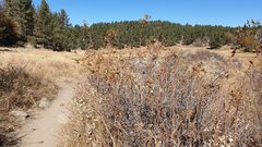 Rosa woodsii gratissima