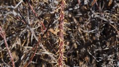 Rosa woodsii gratissima