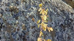 Rosa woodsii gratissima